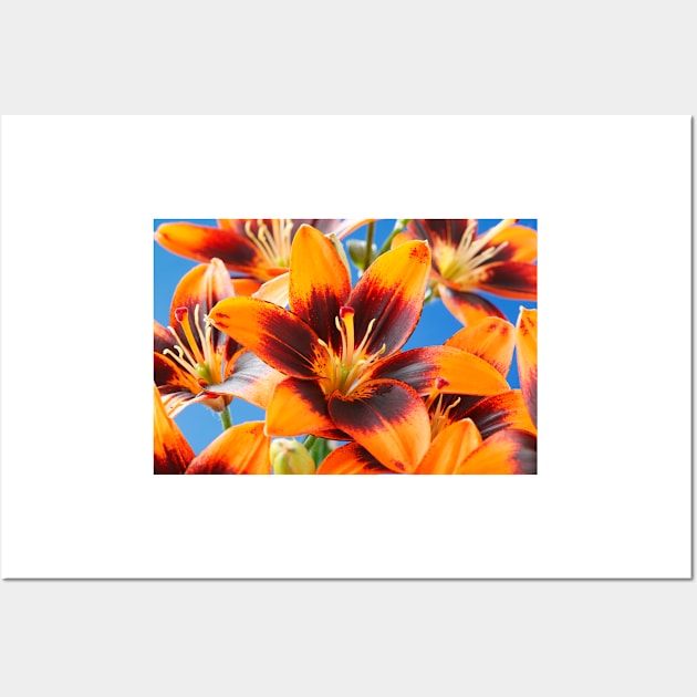 Lilium  'Cooper's Crossing'  Lily	Asiatic lily Wall Art by chrisburrows